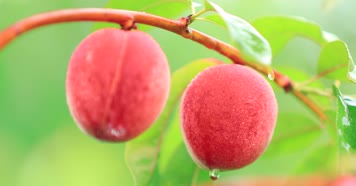 桃子4k  原创水蜜桃园林采摘 