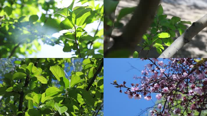 原创公园绿植夏日阳光