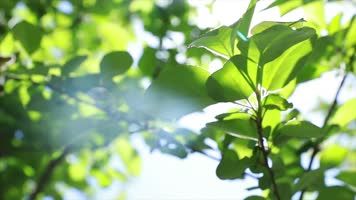 原创公园绿植夏日阳光