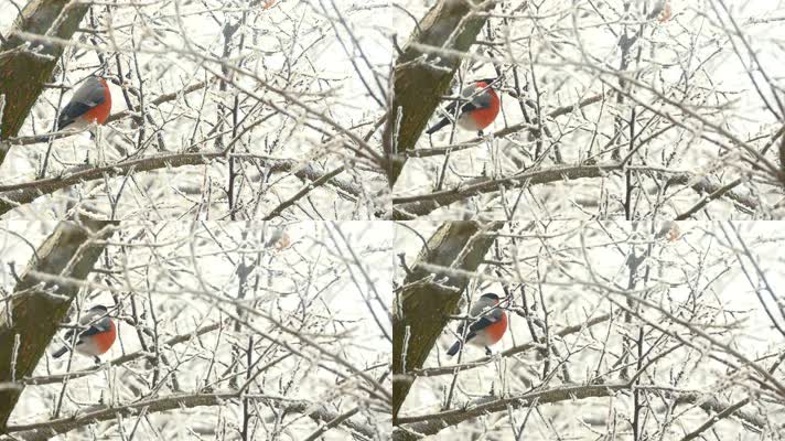 冬天郊外风雪中的小鸟，红腹灰雀