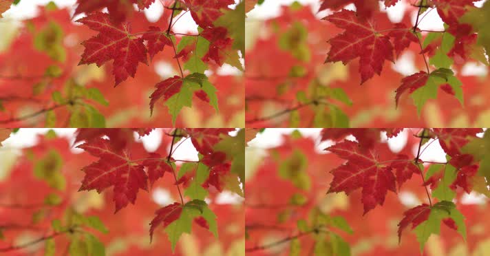 美丽深秋红枫叶镜头特写