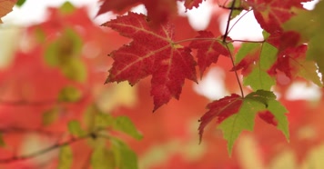 美丽深秋红枫叶镜头特写