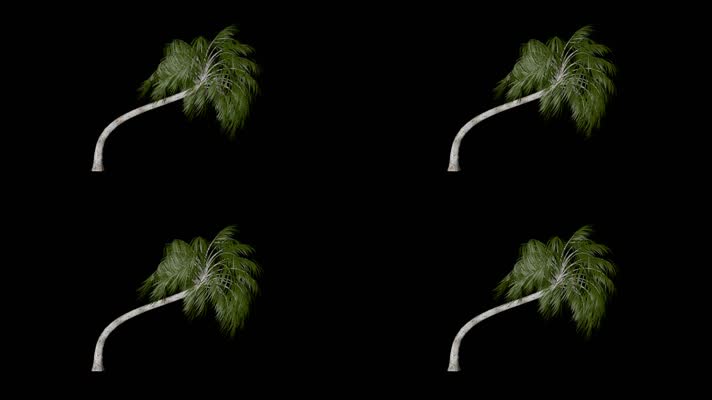【透明通道】风吹椰子树