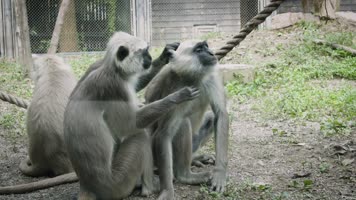 野生动物高清实拍可商用