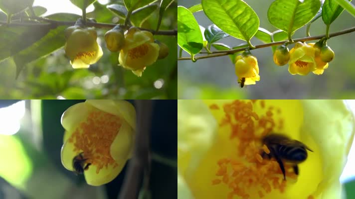 金茶花上采蜜的蜜蜂