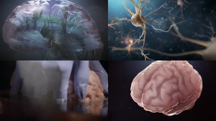 人体-大脑+细胞