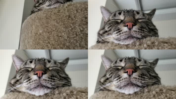 可爱小猫睡觉，小猫困了