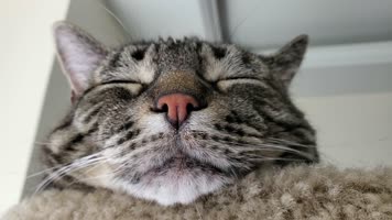 可爱小猫睡觉，小猫困了