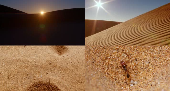 沙漠生物，蜥蜴蚂蚁，蚁狮捕食