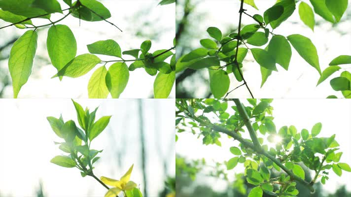 原创夏日绿叶阳光特写