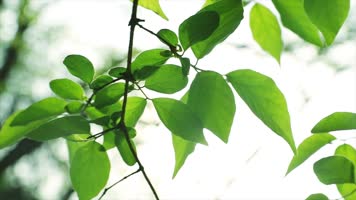 原创夏日绿叶阳光特写