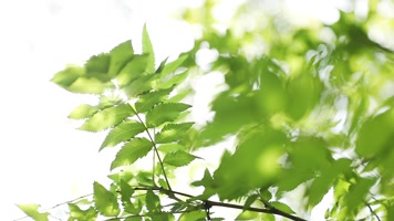原创清新阳光树叶