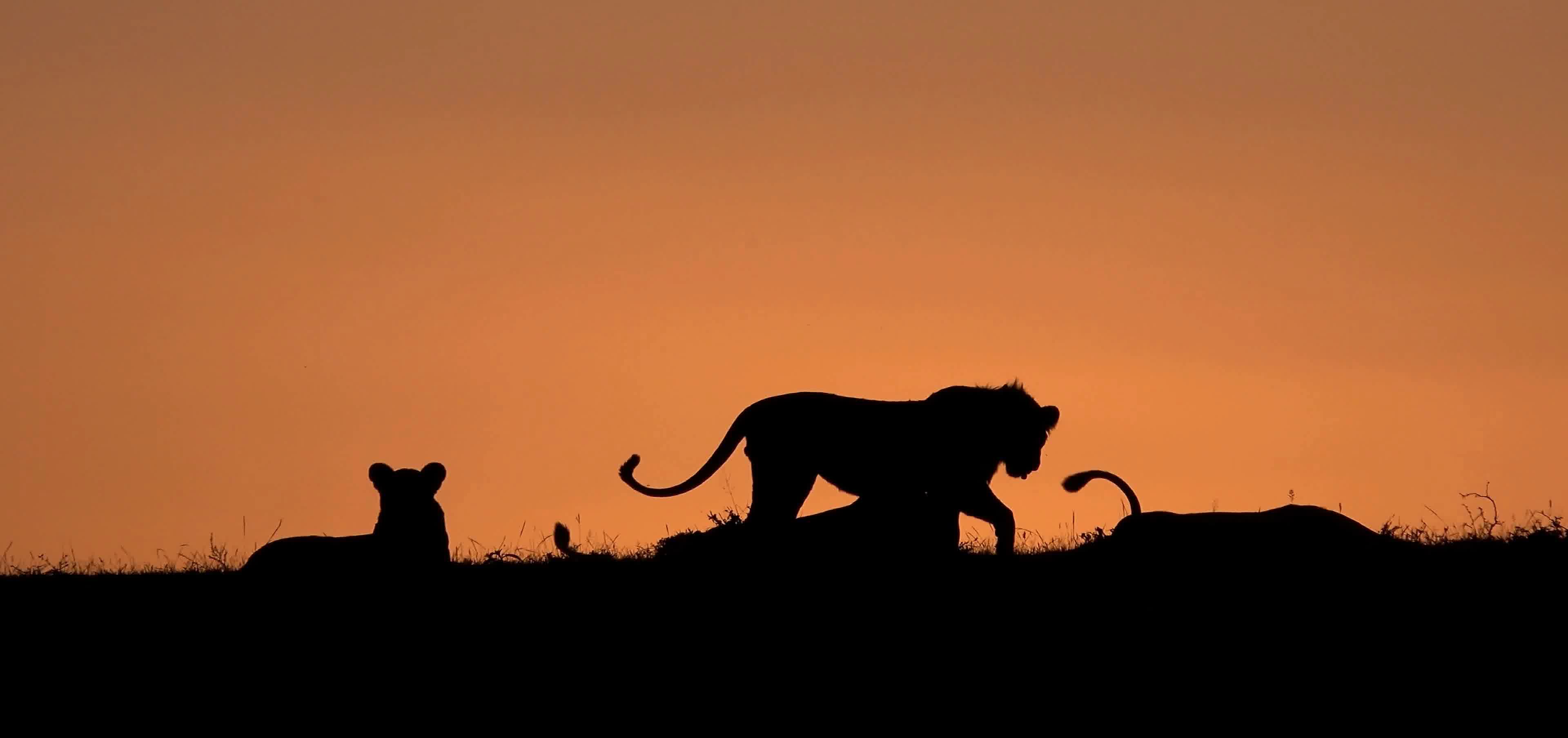 獅子，獅群，獅子群