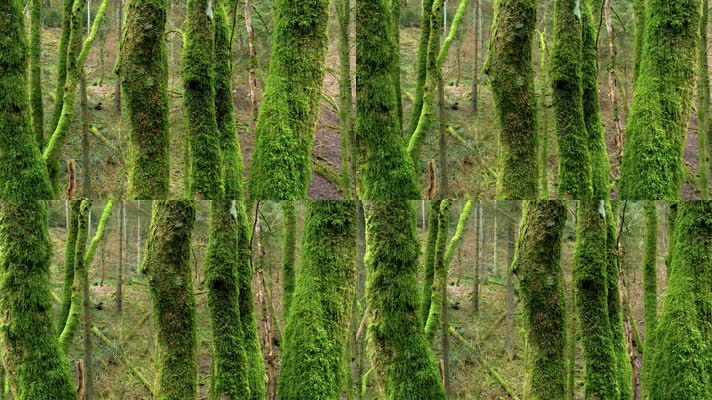 森林树干青苔，原生态林间风景