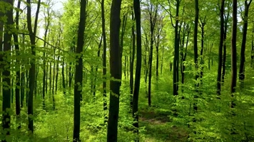 森林自然风景，唯美静谧宁静