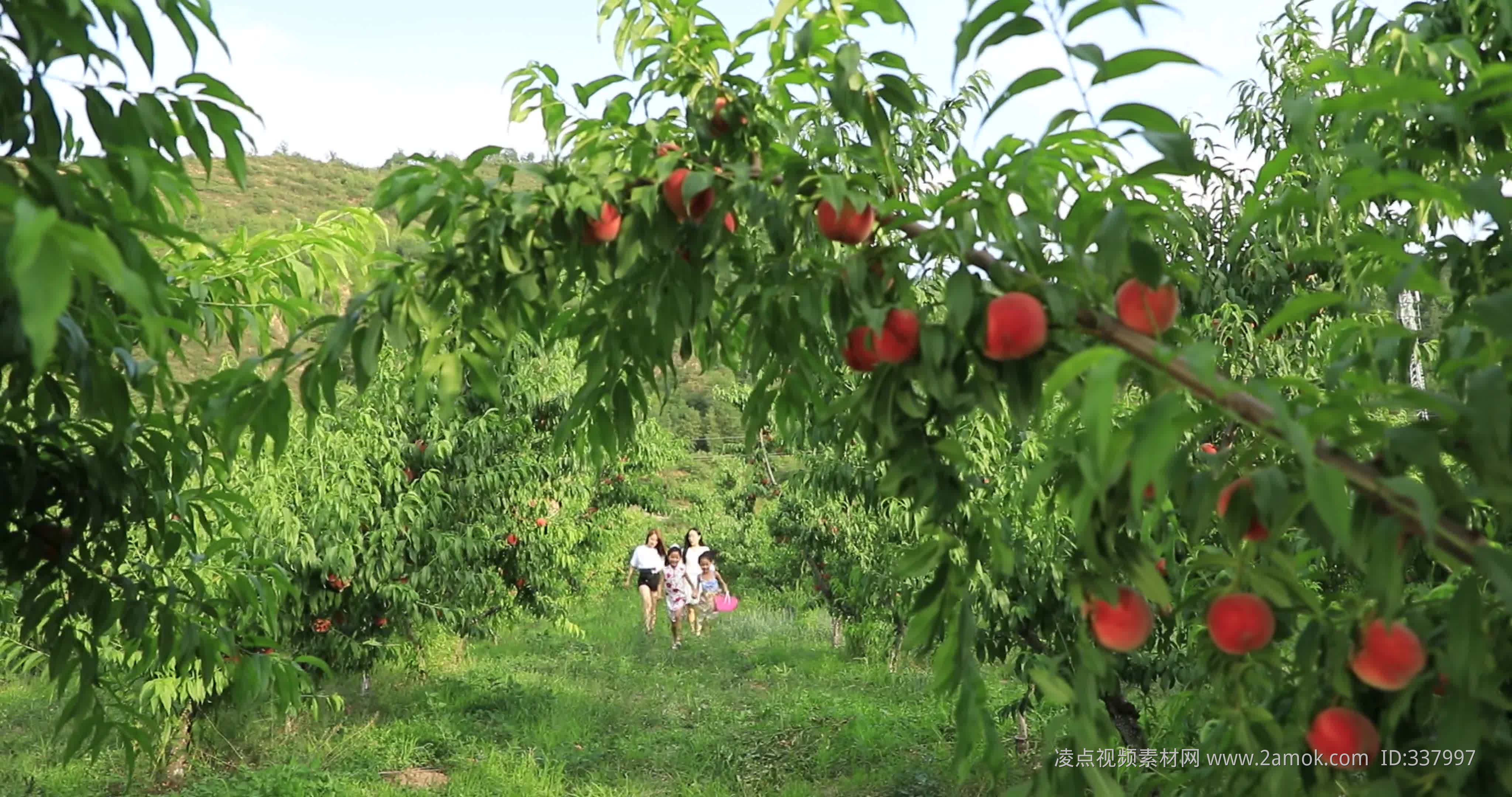 2023万亩桃园游玩攻略,摘一个纯天然生长的桃子,打一...【去哪儿攻略】