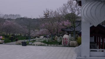 【4K】抗疫英雄赏樱