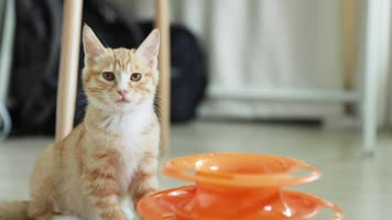 原创宠物猫吃饭 原创宠物猫吃饭