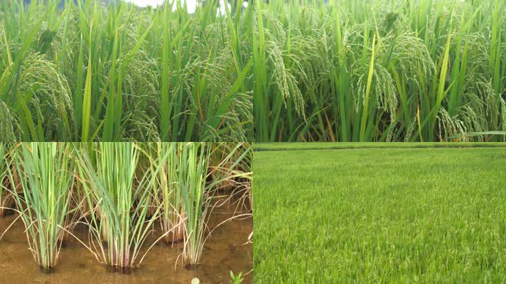 （可商用）绿色有机水稻稻穗4K