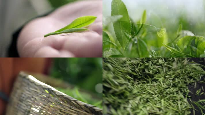 茶叶  采茶 茶厂 制茶 炒茶 绿茶