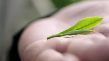 茶叶  采茶 茶厂 制茶 炒茶 绿茶