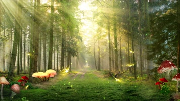 4K梦幻阳光森林蝴蝶飞舞