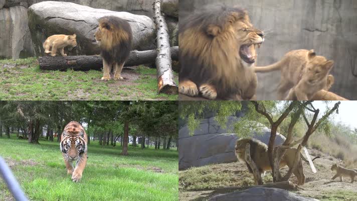 动物园的狮子和老虎