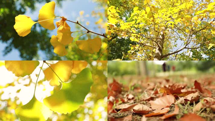 秋季银杏叶1