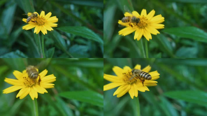 蜜蜂小黄花