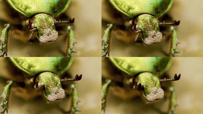 绿色昆虫，甲虫