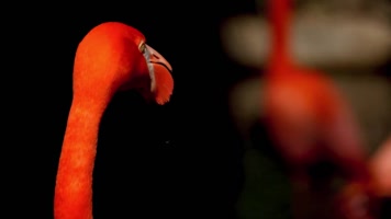 红色火烈鸟