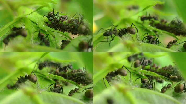 蚂蚁养蚜虫