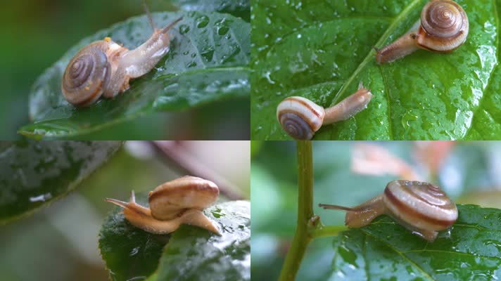 【4k原创】雨中的蜗牛微距升格实拍