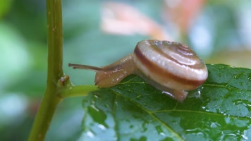 【4k原创】雨中的蜗牛微距升格实拍