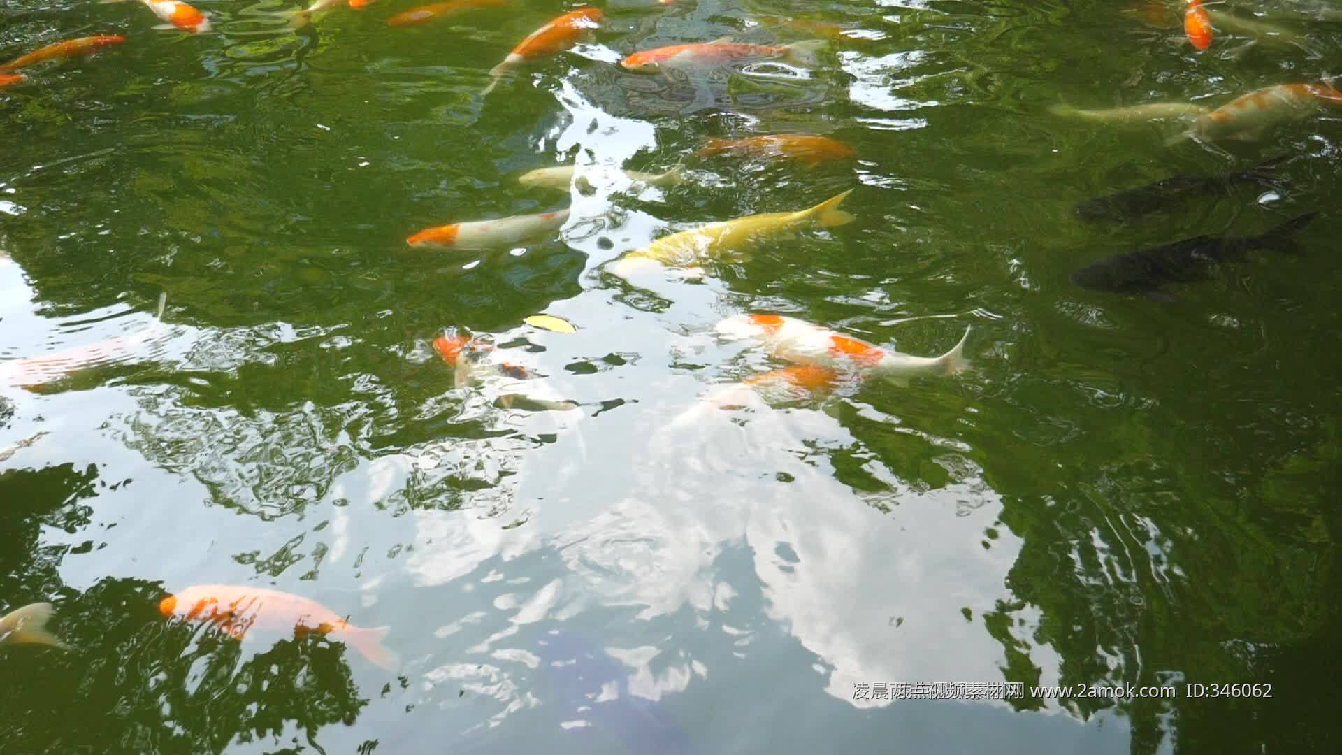 池塘 · 鱼|摄影|修图/后期|灬尘凡灬 - 原创作品 - 站酷 (ZCOOL)