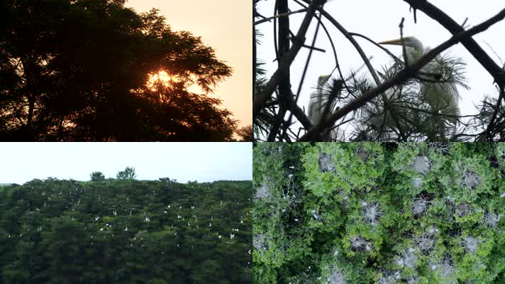 候鸟栖息地高画质