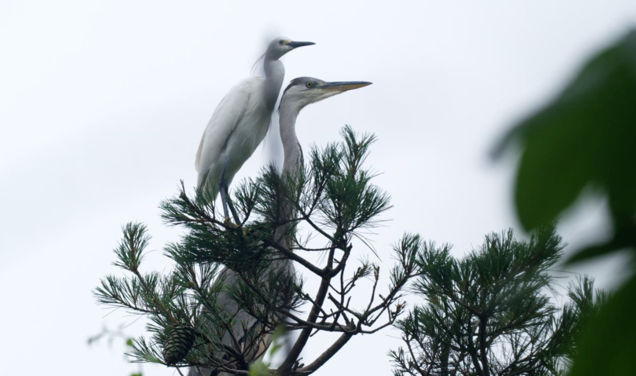 候鸟栖息地高画质