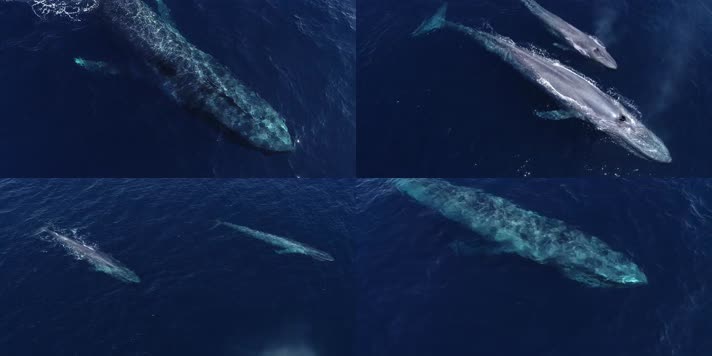鲸鱼海洋跳跃，海面蓝色海底