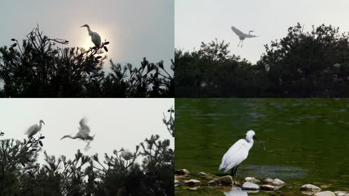 苍鹭白鹭候鸟慢镜