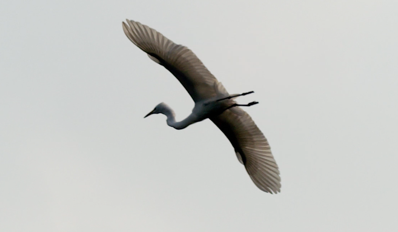 苍鹭白鹭候鸟慢镜