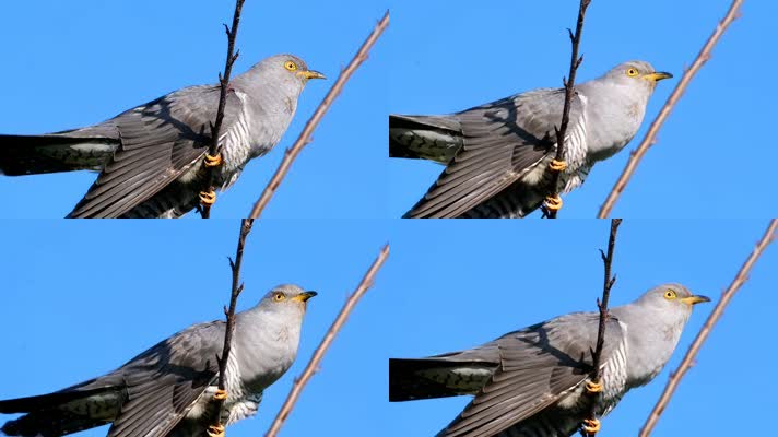 布谷鸟实拍素材