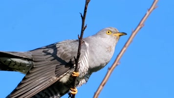 布谷鸟实拍素材