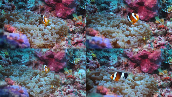 珊瑚丛小丑鱼