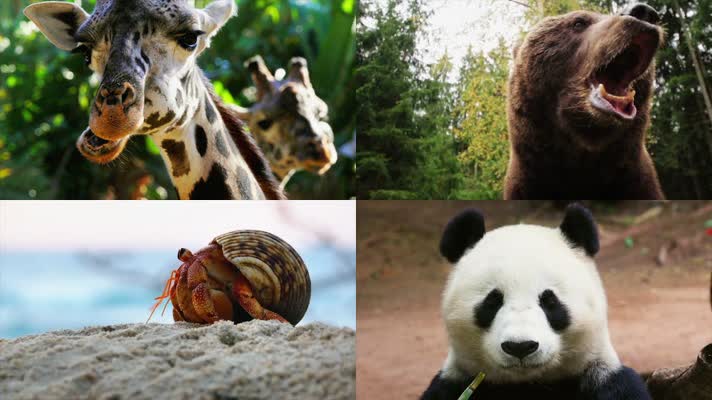 环境保护爱护大自然片头片尾