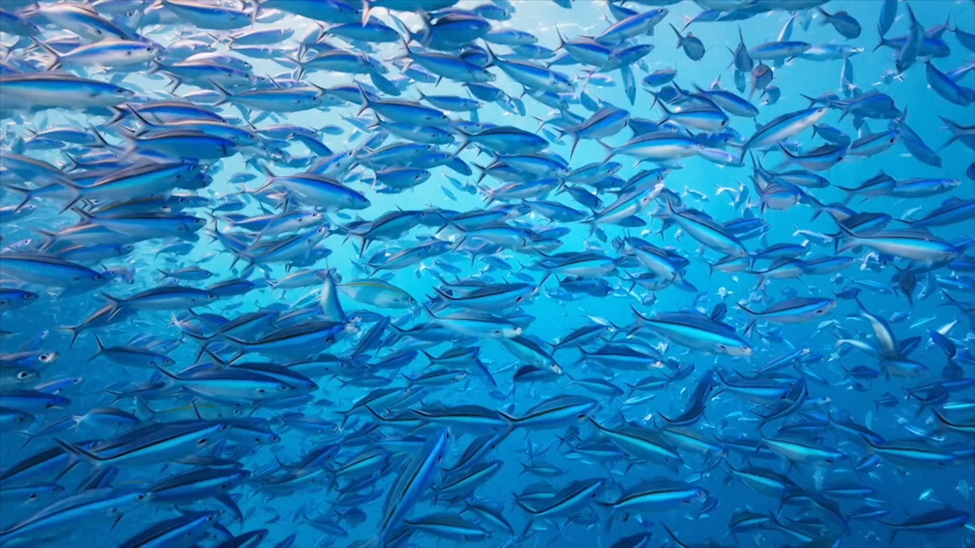 环境保护爱护大自然片头片尾