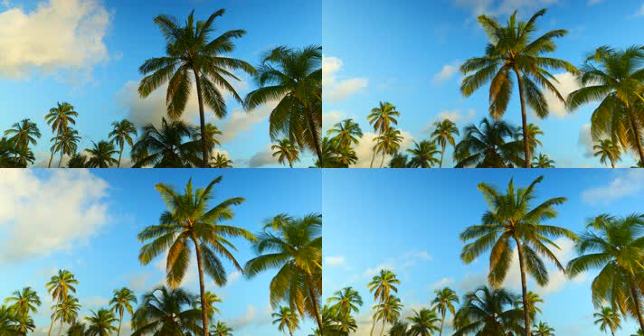 【4K】椰树