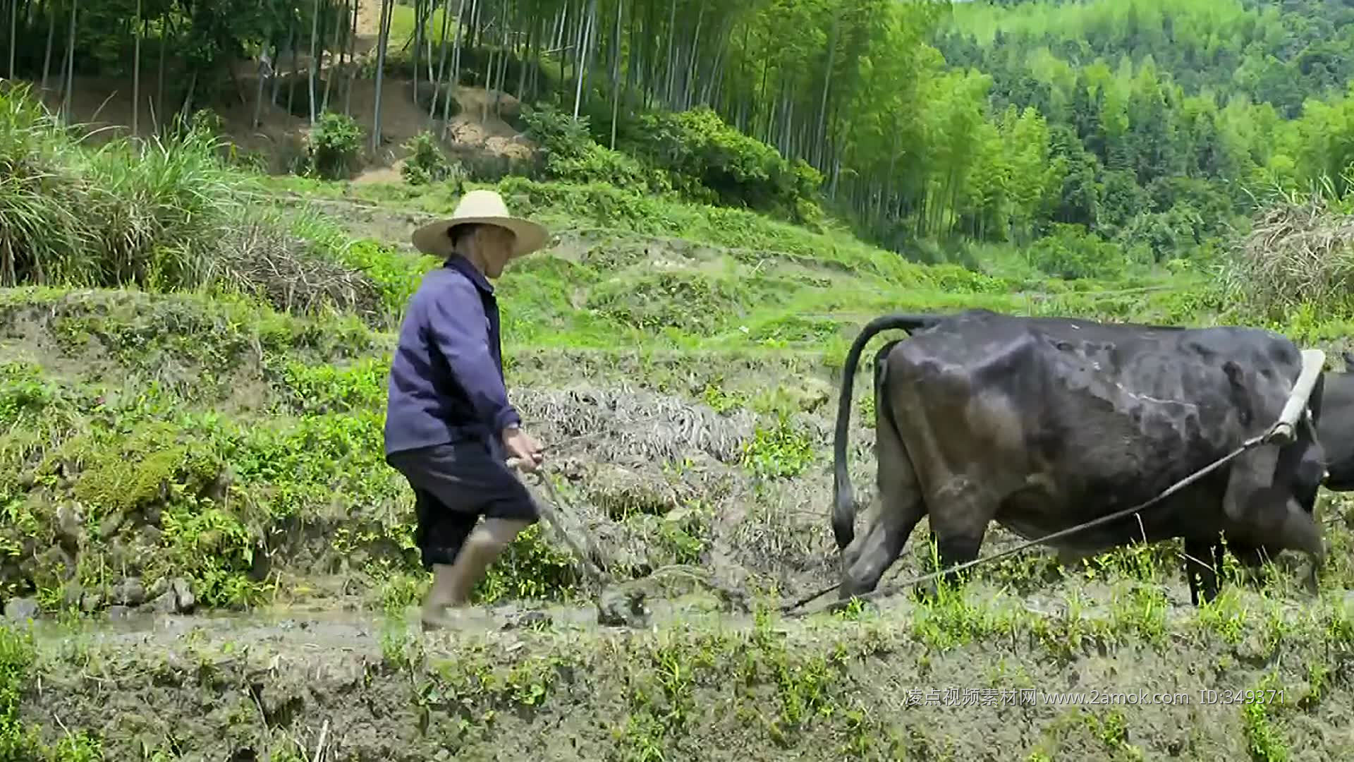 奔跑吧水牛！菲律宾吕宋岛举办赛牛节