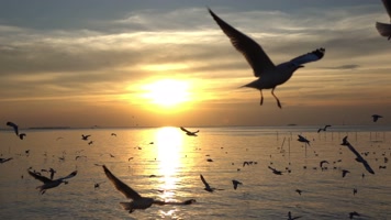 海上海鸥飞翔，慢镜头夕阳美景