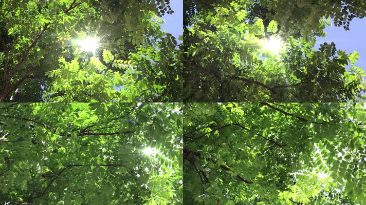 4k（唯美）阳光穿过树叶