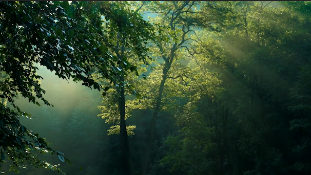 生态绿色阳光深林